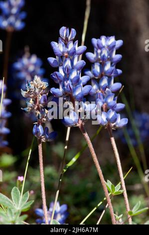 Wahrscheinlich Prostata-Lupin (Lupinus lepidus var. lobbii), auch bekannt als Zwerg-Lupine, wächst neben der Straße am Crescent Lake, Oregon. Stockfoto