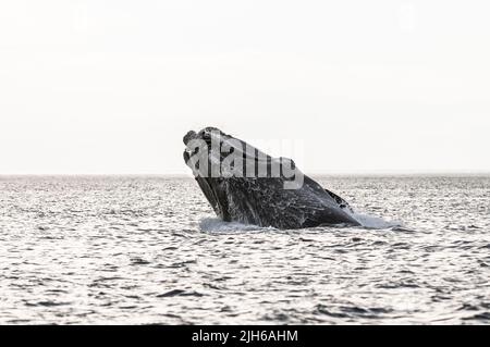 Südlicher rechter Walsprung, Halbinsel Valdes, UNESCO-Weltkulturerbe, Patagonien, Argentinien. Stockfoto