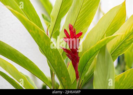 Alpinia purpurata ist eine mehrjährige Pflanze aus der Familie der Zingiberaceae, die unter den gebräuchlichen Namen roter Ingwer und alpinia bekannt ist und als Zierpflanze verwendet wird Stockfoto