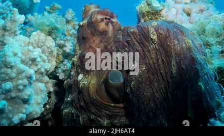 Portrait des großen roten Octopus sitzt auf dem Korallenriff. Common Reef Octopus (Octopus Cyanea), Nahaufnahme. Rotes Meer, Ägypten Stockfoto