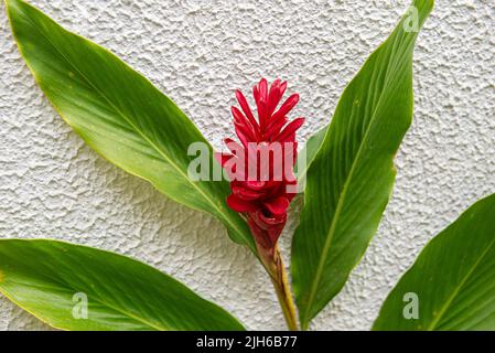 Alpinia purpurata ist eine mehrjährige Pflanze aus der Familie der Zingiberaceae, die unter den gebräuchlichen Namen roter Ingwer und alpinia bekannt ist und als Zierpflanze verwendet wird Stockfoto