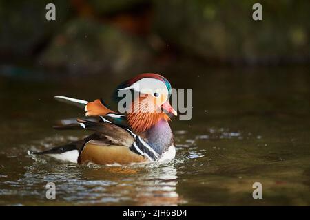 Mandarinente (Aix galericulata) Männchen auf einem See, Bayern, Deutschland Stockfoto
