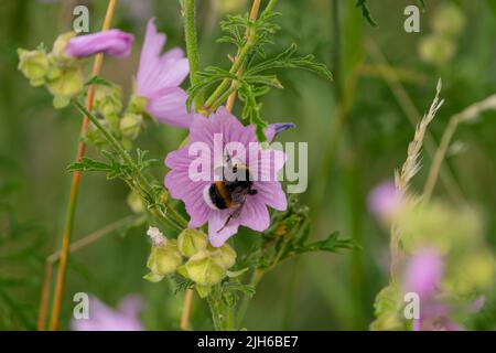 Nordschwanzhummel (Bombus magnus) auf wilder gemeiner Malve (Malva sylvestris), Steinitz, Jerichower Land, Sachsen-Anhalt, Deutschland Stockfoto