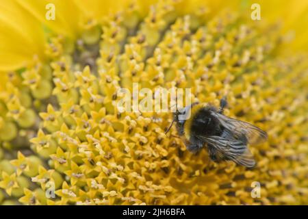 Große Erdhummel (Bombus terrestris) auf Sonnenblume (Helianthus annuus), Emsland, Niedersachsen, Deutschland Stockfoto