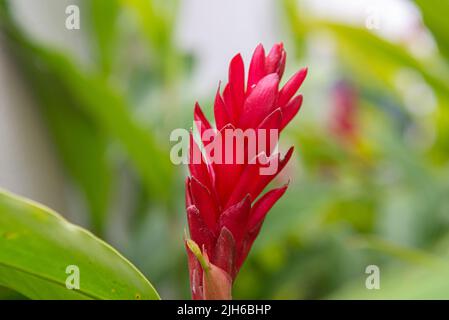 Alpinia purpurata ist eine mehrjährige Pflanze aus der Familie der Zingiberaceae, die unter den gebräuchlichen Namen roter Ingwer und alpinia bekannt ist und als Zierpflanze verwendet wird Stockfoto