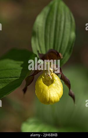 Blühende gelbe Frauenschuh-Orchidee (Cypripedium calceolus), Bayern, Deutschland Stockfoto