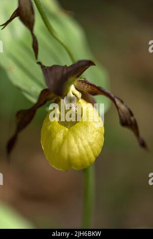 Blühende gelbe Frauenschuh-Orchidee (Cypripedium calceolus), Bayern, Deutschland Stockfoto