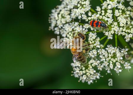 Honigbiene (APIs) und Bienenkäfer (Trichodes apiarius) auf einem Bodenältesten (Aegopodium podagraria), Bayern, Deutschland Stockfoto