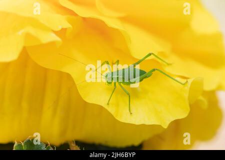 Gesprenkeltes Buschkricket (Leptophyes punctatissima) adultes Insekt auf einer gelben Rosenblüte, Suffolk, England, Vereinigtes Königreich Stockfoto