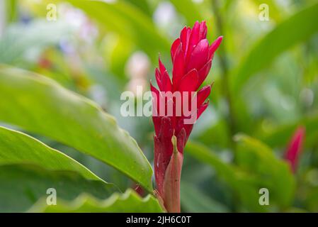 Alpinia purpurata ist eine mehrjährige Pflanze aus der Familie der Zingiberaceae, die unter den gebräuchlichen Namen roter Ingwer und alpinia bekannt ist und als Zierpflanze verwendet wird Stockfoto