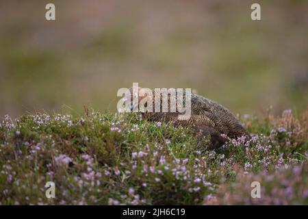 Rothuhn (Lagopus lagopus scotica) ausgewachsener weiblicher Vogel, der sich auf einem Heidemoor ernährt, Yorkshire, England, Vereinigtes Königreich Stockfoto