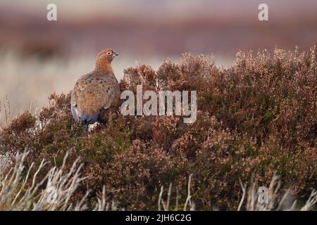 Rothuhn (Lagopus lagopus scotica) erwachsener männlicher Vogel auf einem Heidemoor, Yorkshire, England, Vereinigtes Königreich Stockfoto