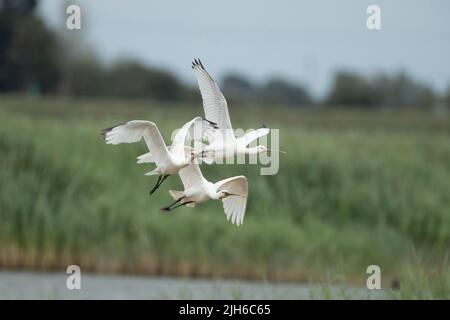 Eurasischer Löffler (Platalea leucorodia) drei ausgewachsene Vögel im Flug, Lincolnshire, England, Vereinigtes Königreich Stockfoto