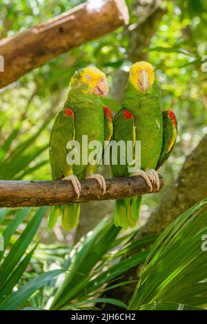 2 zweifache Gelbkopfamazonen Papageien, Amazona oratrix, sitzen auf dem Ast im tropischen Dschungelwald, Playa del Carmen, Riviera Maya, Yu atan, Stockfoto