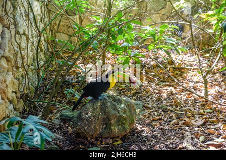Kielschnabel-Toucan, Ramphastos sulfuratus, Vogel mit großem Schnabel sitzt auf dem Ast im Wald, Naturreisen in Mittelamerika, Playa del Carmen, Stockfoto