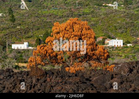 Verwelkter Baum im Lavastrom, Vulkan Tajogaite aus dem Jahr 2021, Insel La Palma, Kanarische Inseln, Spanien Stockfoto