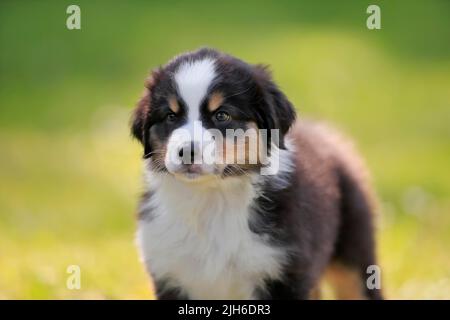 Australischer Schäferhund (Canis lupus familiaris), Welpe in der Natur, Portrait, Rheinland-Pfalz, Deutschland Stockfoto