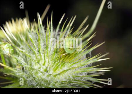 Grüner Schildwanze (Palomena prasina) auf einem Distelblatt sitzend, Tegler Wald, Berlin, Deutschland Stockfoto
