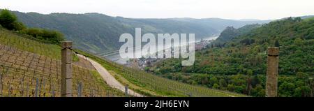 Panoramablick auf das Rheintal, über Weinberge am linken Ufer, Oberwesel, Deutschland Stockfoto