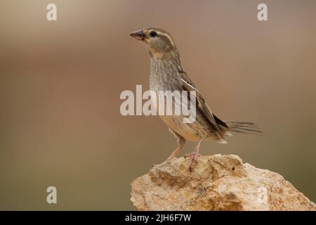 Spanischer Sperling (Passer hispaniolensis), weiblich, Fuerteventura, Spanien Stockfoto