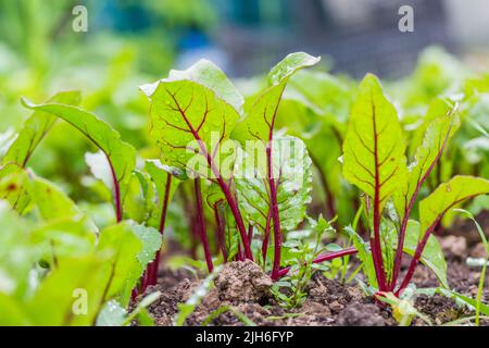 Junge, gekeimte Rüben, die im offenen Flachbett in den Garten wachsen. Gemüse zu Hause anbauen. Stockfoto