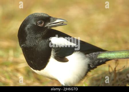 Porträt einer europäischen Elster (Pica pica) mit Futter im Schnabel in Giengen, Schwäbische Alb, Baden-Württemberg, Deutschland Stockfoto