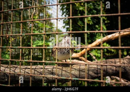 Eine wunderschöne bunte Mandarinente sitzt auf einem Zweig in einem Zoo Stockfoto