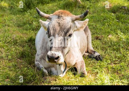 Graue Almkuh, die auf einer grünen Weidewiese ruht. Stockfoto