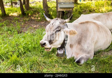 Graue Almkuh, die auf einer grünen Weidewiese ruht. Stockfoto