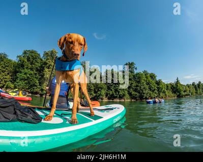 Junge Magyar Vizsla auf einem Stand-Up Paddle Board, Aare, Solothurn, Schweiz Stockfoto