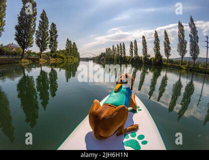 Junge Magyar Vizsla auf einem Stand-Up Paddle Board, Aare, Solothurn, Schweiz Stockfoto