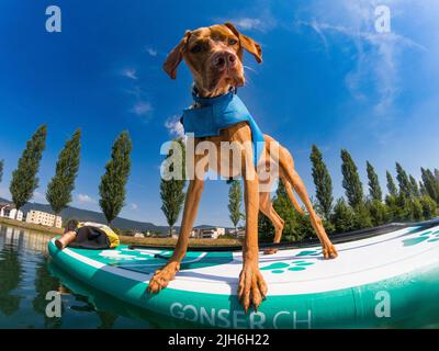 Junge Magyar Vizsla auf einem Stand-Up Paddle Board, Aare, Solothurn, Schweiz Stockfoto