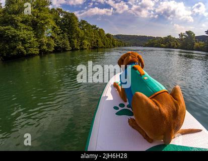 Junge Magyar Vizsla auf einem Stand-Up Paddle Board, Aare, Solothurn, Schweiz Stockfoto