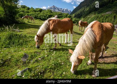 Haflinger, Pferde, Paddock in Pitztal, Tieflehn, Tirol, Österreich Stockfoto