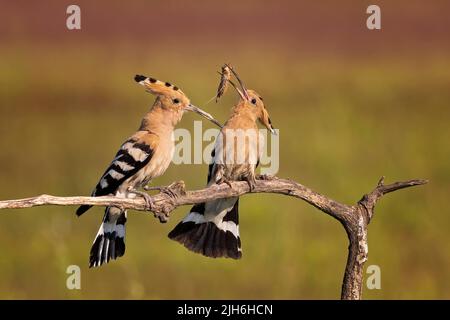 Wiedehopf (Upupa epops)-Paar, Paarungsfütterung, Maulwurf-Cricket als Brautgeschenk, Biosphärenreservat Mittelelbe, Sachsen-Anhalt, Deutschland Stockfoto