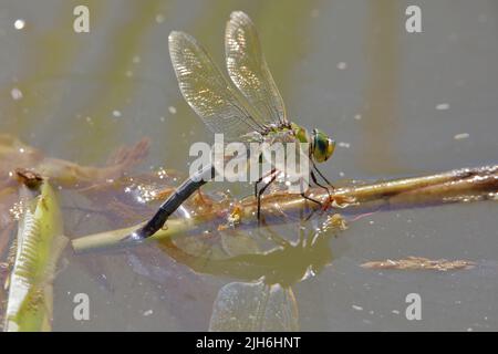 Weibliche Kaiserdragonfly (Anax Imperator)Eier legen Stockfoto