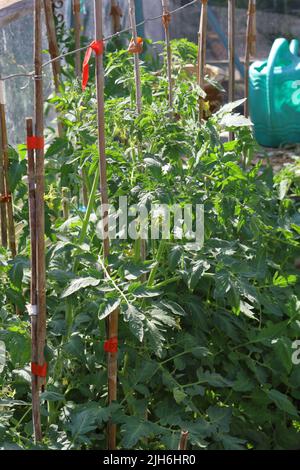 Reihen junger Tomatenpflanzen (Solanum lycopersicum), die in einem grünen Haus Bambusstöcke aufwachsen Stockfoto