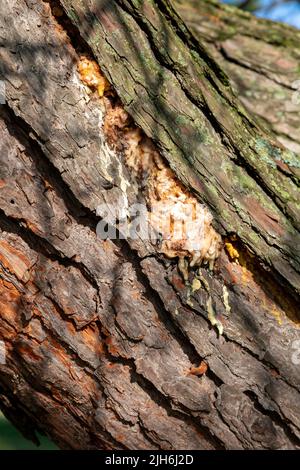 kiefernsaft aus Kiefernstamm (Pinus), E USA, von James D Coppinger/Dembinsky Photo Assoc Stockfoto