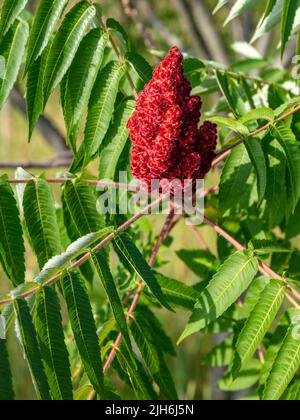 Staghorn Sumac (Rhus typhina), mit reifen Beeren, Frucht, E USA, von James D Coppinger/Dembinsky Photo Assoc Stockfoto