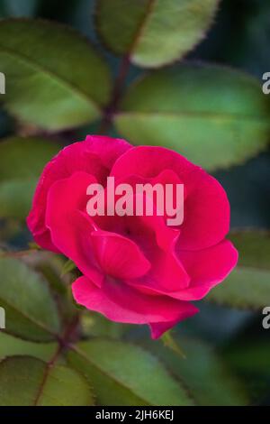 Im Frühling, Sommer oder Herbst, Lancaster County, Pennsylvania, ist eine einzelne rote Blütenrose auf einem grünen Zweig vor grünen Blättern zu sehen Stockfoto