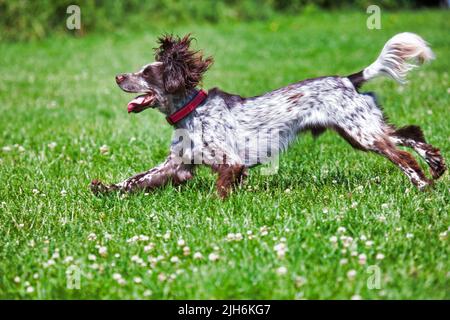 Aktiver Cocker Spaniel Stockfoto