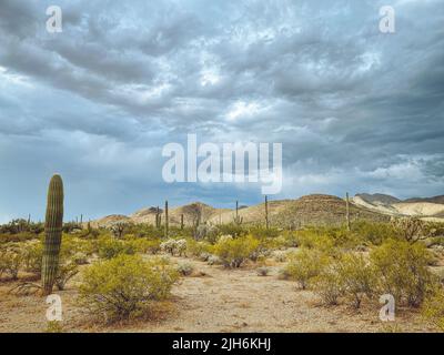 Saguaro National Park in Tucson, Arizona, USA Stockfoto