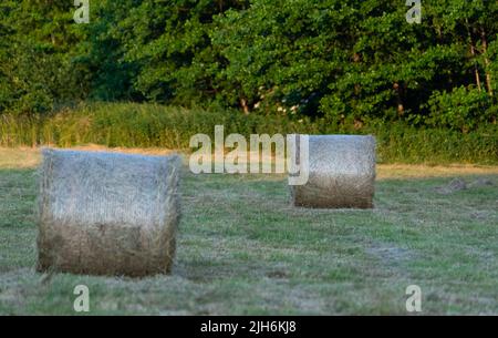 Heu nach dem Mähen und Trocknen. Gepresstes Heu in Ballen auf der Wiese. Stockfoto