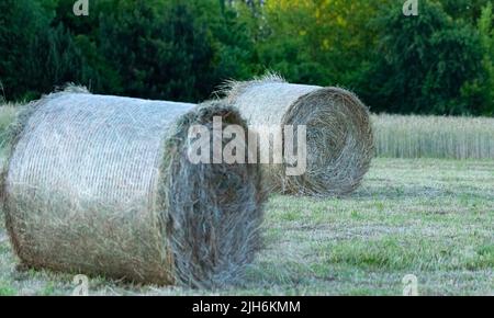 Heu nach dem Mähen und Trocknen. Gepresstes Heu in Ballen auf der Wiese. Stockfoto