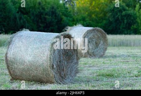 Heu nach dem Mähen und Trocknen. Gepresstes Heu in Ballen auf der Wiese. Stockfoto