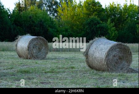 Heu nach dem Mähen und Trocknen. Gepresstes Heu in Ballen auf der Wiese. Stockfoto