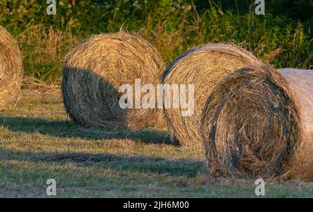 Heu nach dem Mähen und Trocknen. Gepresstes Heu in Ballen auf der Wiese. Stockfoto
