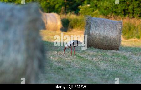 Heu nach dem Mähen und Trocknen. Gepresstes Heu in Ballen auf der Wiese. Stockfoto