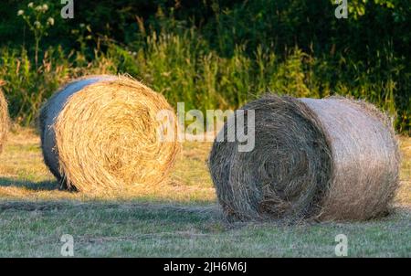 Heu nach dem Mähen und Trocknen. Gepresstes Heu in Ballen auf der Wiese. Stockfoto