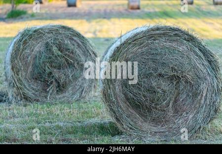 Heu nach dem Mähen und Trocknen. Gepresstes Heu in Ballen auf der Wiese. Stockfoto